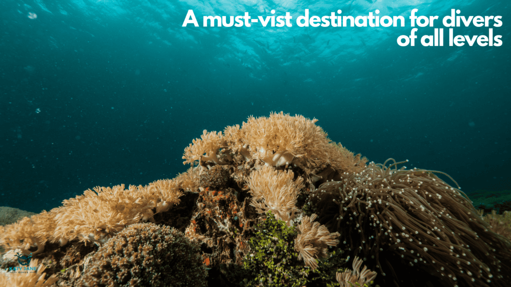 underwater photo of sea anemones and coral reef in indonesia