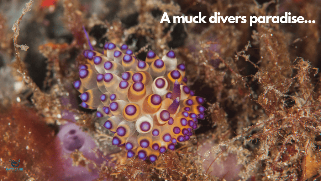 close up photo of underwater slug with bright colours