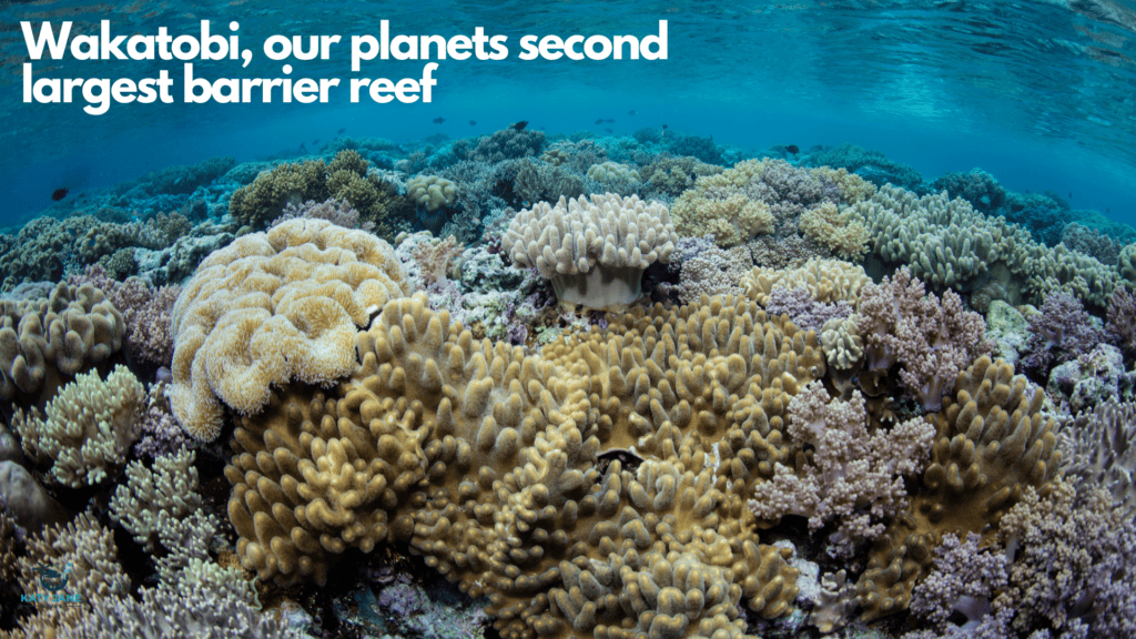 coral reef underwater with fish in background