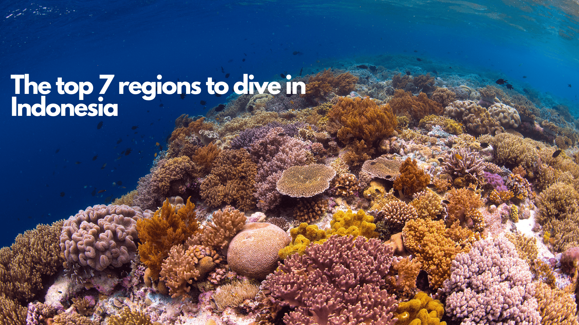 photo of coral reef with colours against dark blue water background and fish