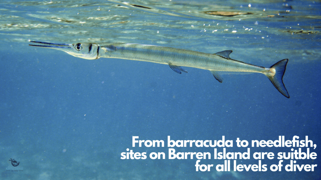 photo of long thin needlefish at surface of water