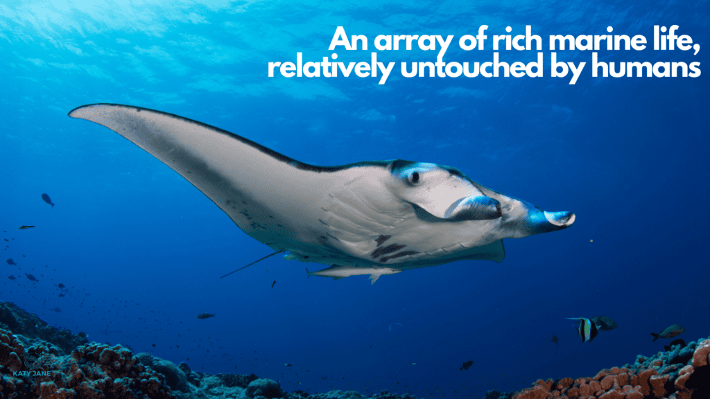 manta ray gliding through blue ocean with coral reef below