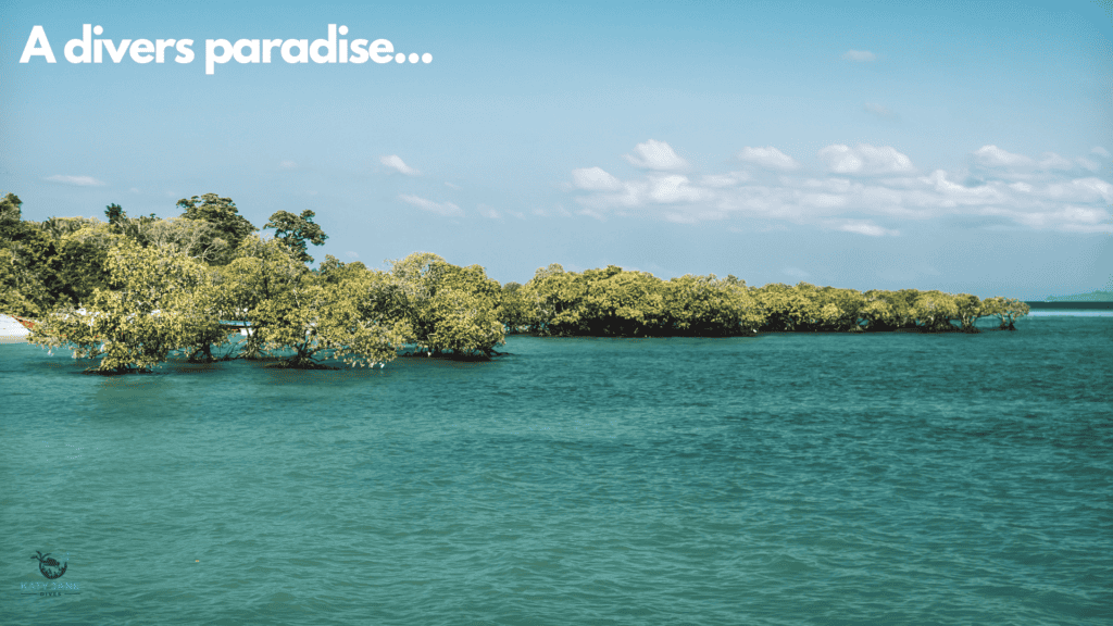 coastal ocean water with mangrove trees and blue skies