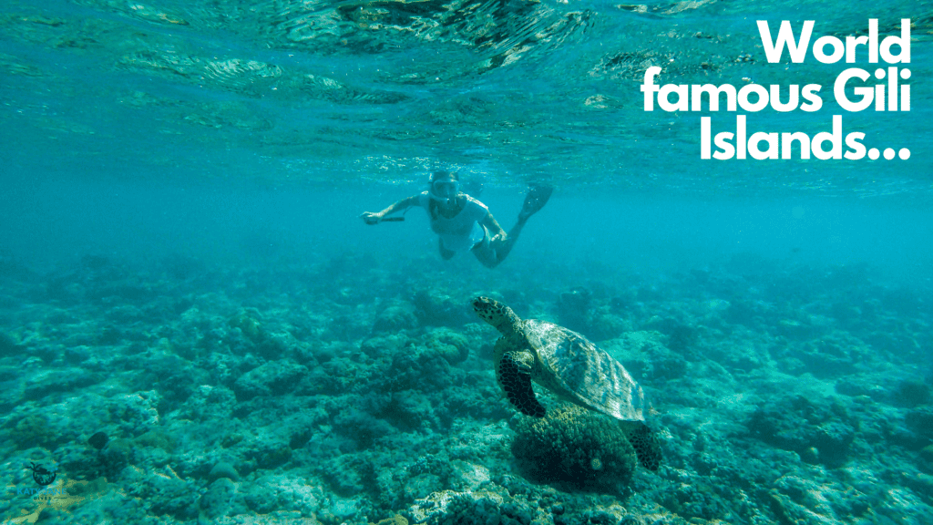 underwater photo of turtle and girl swimming